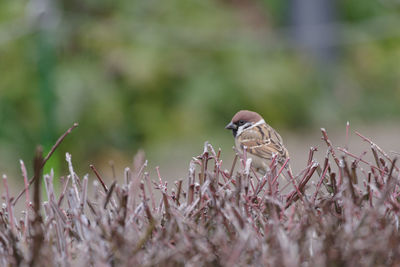 Close-up of bird perching on field