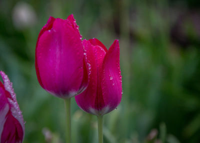 Close-up of pink rose flower