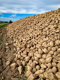 Sugar beet harvested in the field