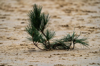 Pine branch growing on beach