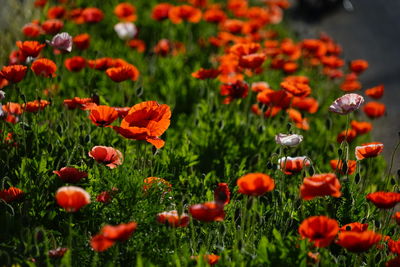 Close-up of red poppy flowers in field