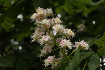 Close-up of pink flowering plant