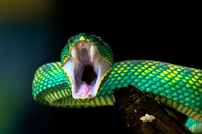 Venomous snake tropidoleamus subannulatus standing on the branch