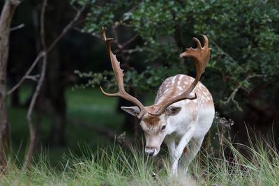 Deer on field at forest