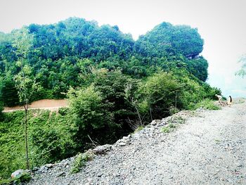 Trees and plants growing on mountain against sky