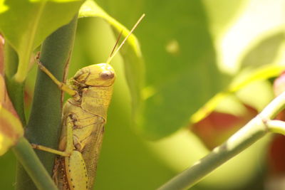 Close-up of plant