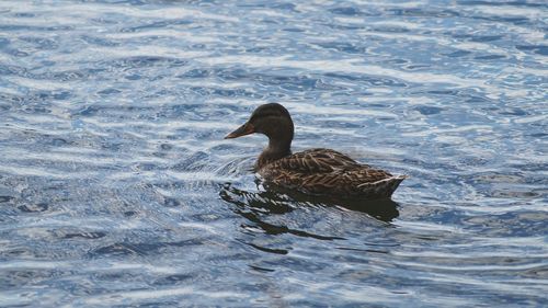 Duck swimming on lake