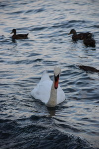 Swans swimming in lake