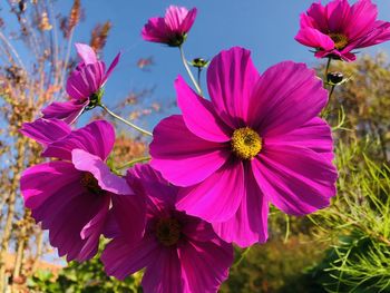 Close-up of pink cosmos flowers