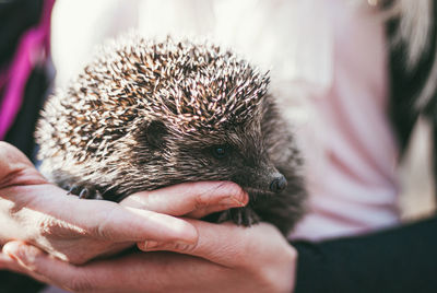 Close-up of a hand holding a cat