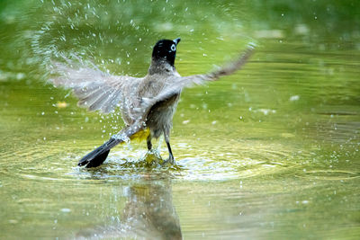 Bird flying over lake