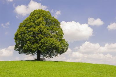 Single big linden tree in field with perfect treetop