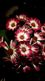 Close-up of flowers