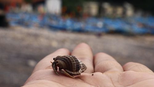 Close-up of hand holding crab