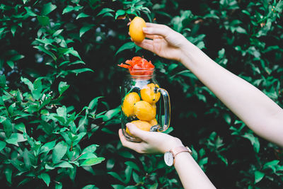 Close-up of hand holding jar with mango and flower