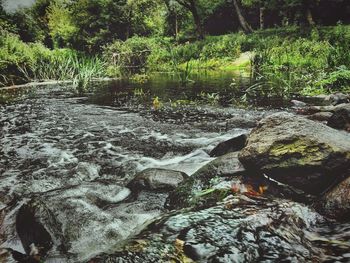 Stream flowing through forest