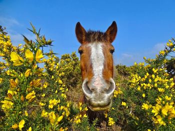 Close-up portrait of horse on field against clear blue sky