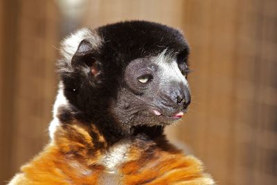 Close-up of an animal looking away