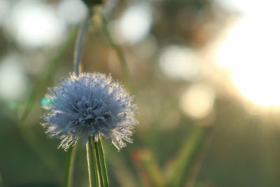 Close-up of white flowering plant