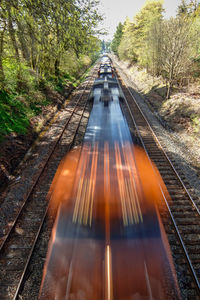 Railroad tracks amidst trees