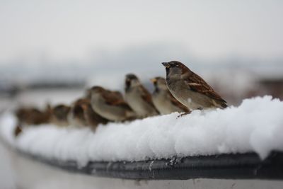 Close-up of bird perching on snow