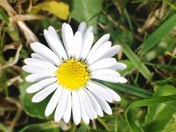 Close-up of white flower blooming outdoors