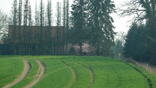 Scenic view of trees on field