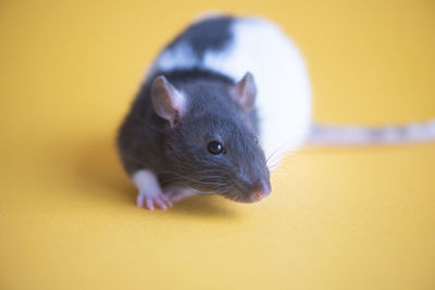 New year concept. cute domestic rat isolated on yellow background.symbol of the year 2020 is a rat