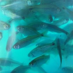 Close-up of fish swimming in water