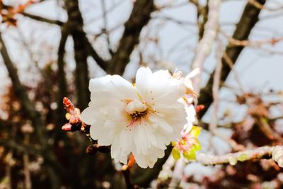 Close-up of apple blossoms in spring