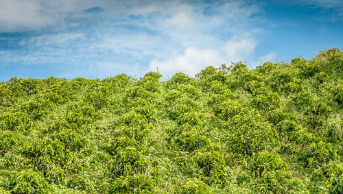 Low angle view of fresh green trees in forest against sky