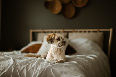 Dog relaxing on bed at home