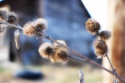 Close-up of thistle flowers