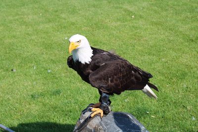 Close-up of a bird on field