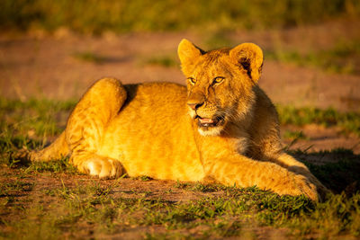 Cat lying on a land