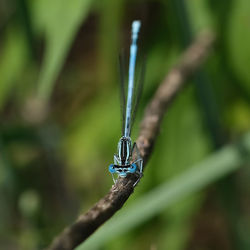 Close-up of insect on plant