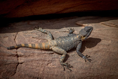 Close-up of lizard on rock