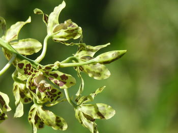 Close-up of flowering plant against blurred background