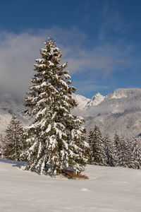 Snow covered pine tree against sky