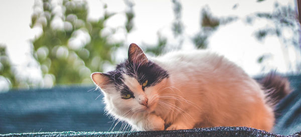 Close-up of cat sitting outdoors