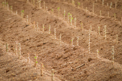 Plants growing on field