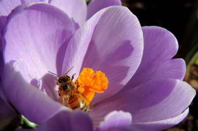 Close-up of bee pollinating on purple flower