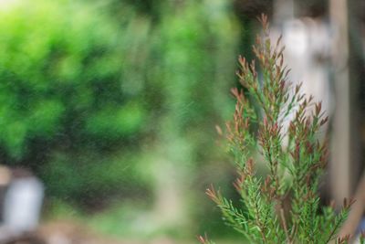 Close-up of pine tree