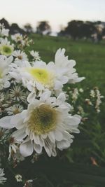 Close-up of white flowers growing on tree