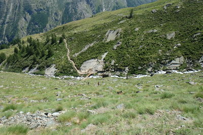 Scenic view of stream amidst field