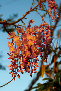 Low angle view of flowering plant against sky. wisteria 