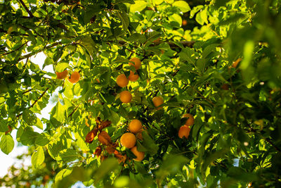 Low angle view of fruits growing on tree