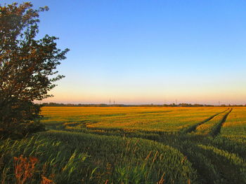 Scenic view of agricultural field against clear sky