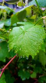 Close-up of water drops on leaf