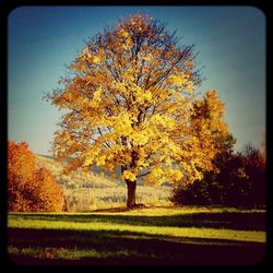 Autumn trees on field